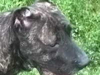 cane corso rustico